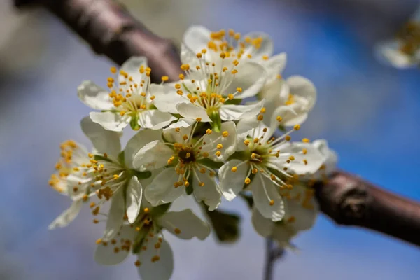 Close Van Witte Bloemen Een Pruim Boomgaard Bloeien Het Voorjaar — Stockfoto