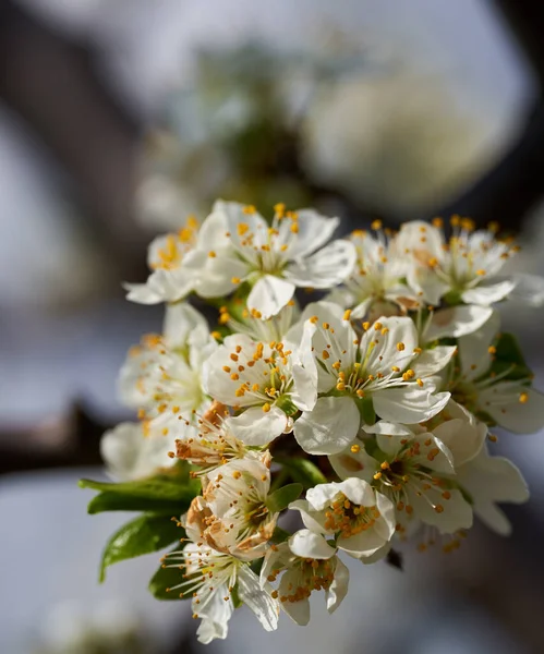 Κοντινό Πλάνο Λευκών Λουλουδιών Ένα Δεντρόκηπο Δαμάσκηνο Που Ανθίζει Την — Φωτογραφία Αρχείου