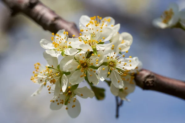 Close Van Witte Bloemen Een Pruim Boomgaard Bloeien Het Voorjaar — Stockfoto