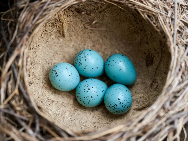 Cinco Huevos Azules Tordo Cantor Turdus Philomelos Nido —  Fotos de Stock