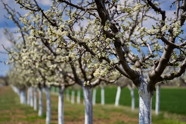 Huerto Ciruela Floreciente Primavera — Foto de Stock