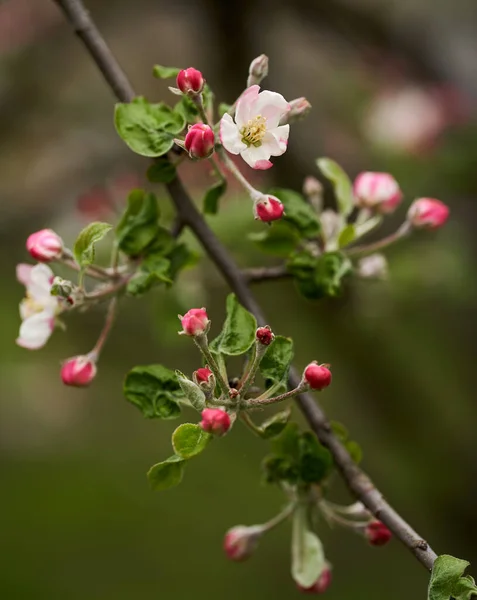 Primer Plano Las Flores Rojas Del Manzano Blanco Floración Primavera — Foto de Stock