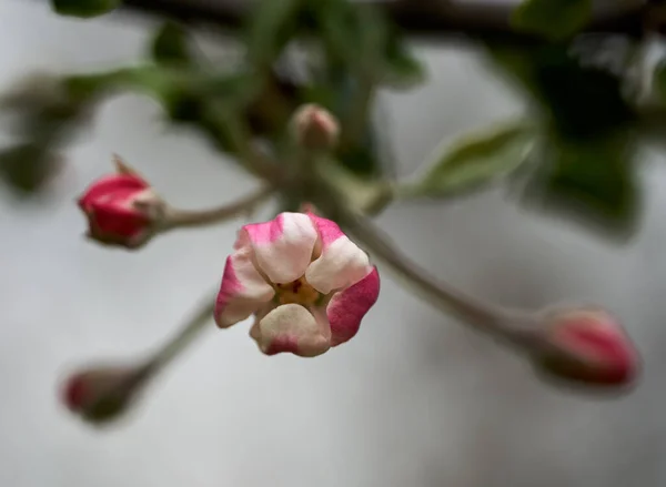 Closeup Red White Apple Tree Flowers Spring Bloom — Stock Photo, Image