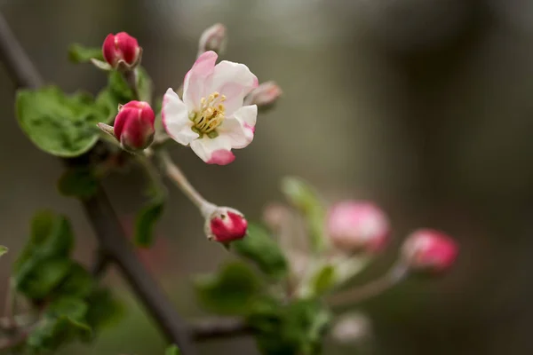 Крупный План Красной Белой Яблони Цветы Весной Цветут — стоковое фото