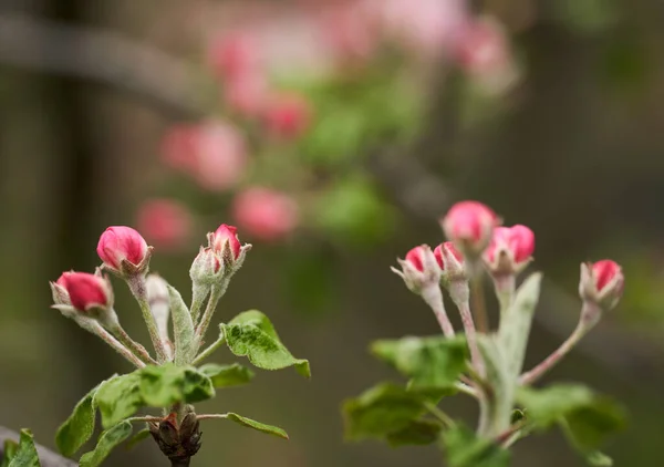 Primer Plano Las Flores Rojas Del Manzano Blanco Floración Primavera — Foto de Stock