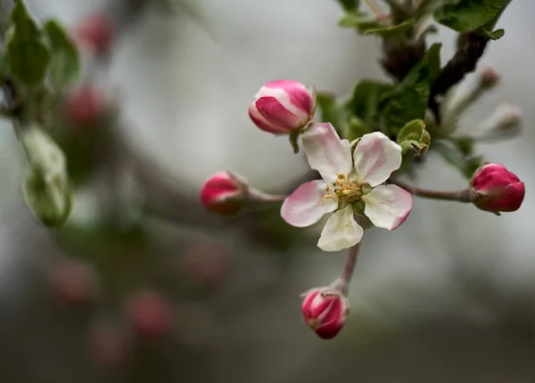 Close Van Rode Witte Appelboom Bloemen Het Voorjaar Bloei — Stockfoto