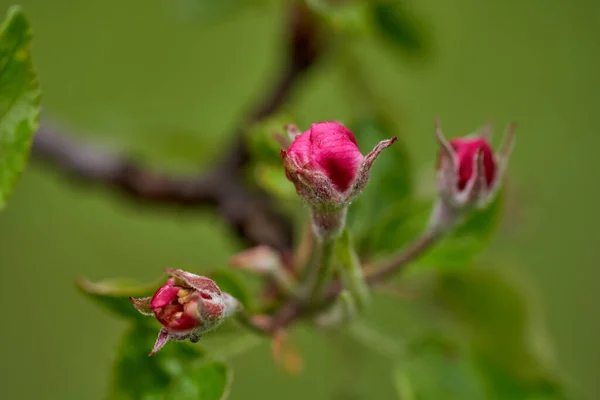 Closeup Flores Brancas Vermelhas Árvore Maçã Flor Mola — Fotografia de Stock