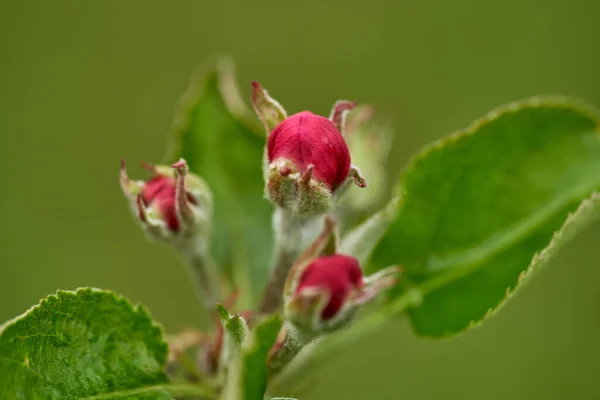 Primer Plano Las Flores Rojas Del Manzano Blanco Floración Primavera —  Fotos de Stock