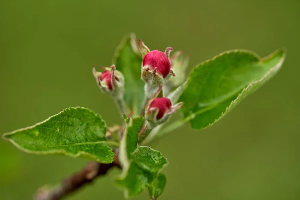 Gros Plan Fleurs Pommier Blanc Rouge Printemps — Photo