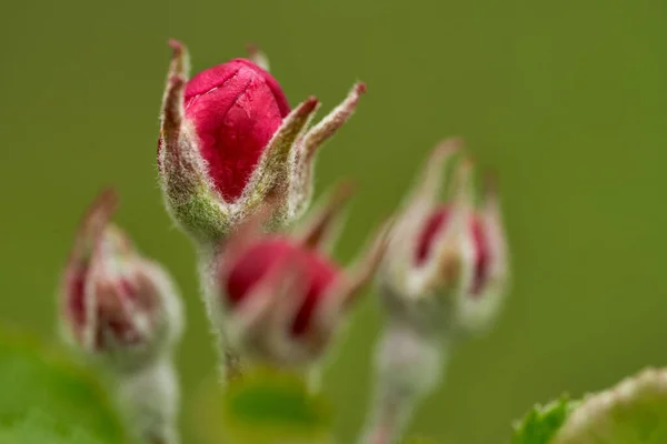 Gros Plan Fleurs Pommier Blanc Rouge Printemps — Photo