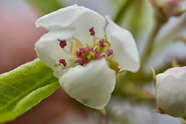 Closeup Pear Flowers Orchard Spring — Stock Photo, Image