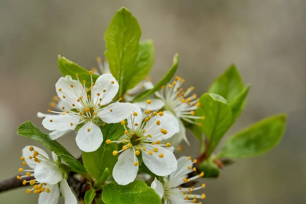 Närbild Plommon Blommor Fruktträdgård Våren — Stockfoto