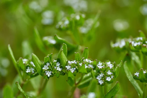 Macro Pequeñas Flores Olvidar Con Enfoque Selectivo — Foto de Stock