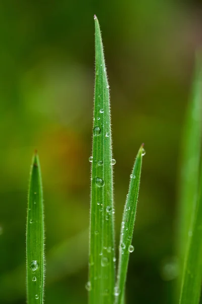 朝露による水滴のある草刃のマクロ — ストック写真