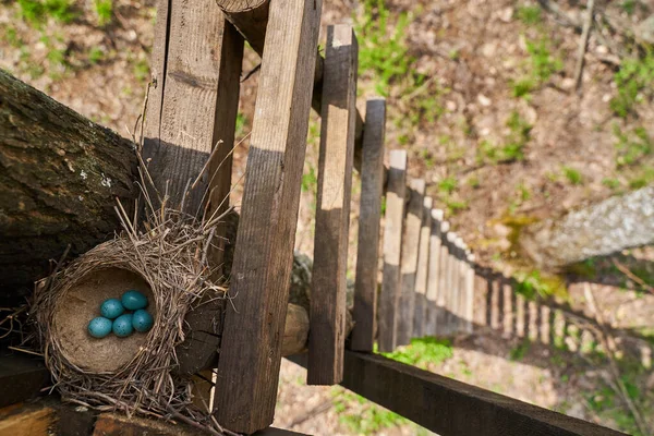 Beş Mavi Ardıç Kuşu Yumurtası Turdus Philomelos Yuvada — Stok fotoğraf