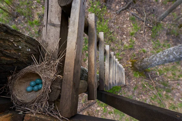 Fünf Blaue Eier Der Singdrossel Turdus Philomelos Nest — Stockfoto