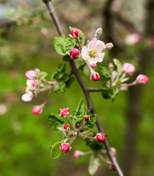 Primer Plano Las Flores Rojas Del Manzano Blanco Floración Primavera —  Fotos de Stock