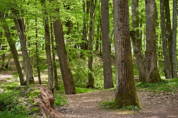 Vari Alberi Decidui Nella Foresta Tarda Primavera Ora Legale — Foto Stock