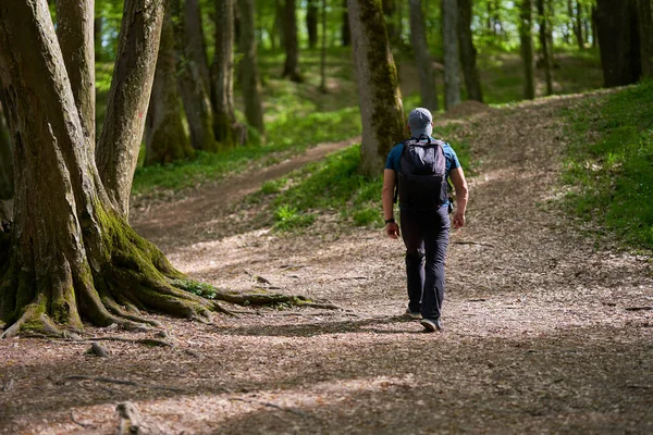 Actieve Man Met Rugzak Wandelen Het Oude Bos — Stockfoto