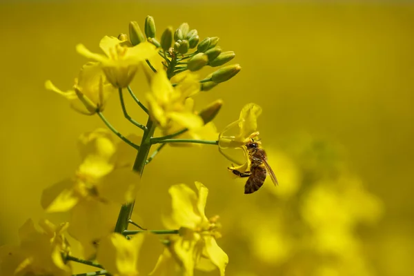 Honeybee Una Flor Canola Polinizándolo Disparo Primer Plano —  Fotos de Stock