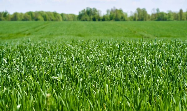 Paesaggio Con Campo Erba Grano Giovane — Foto Stock