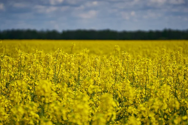 Landscape Canola Field Bloom Countryside — Stock Photo, Image