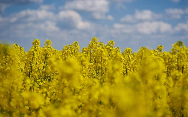 Closeup Blooming Canola Flowers Field — Stock Photo, Image