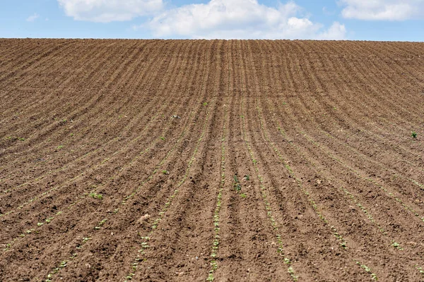 Paysage Avec Champ Jeunes Plants Tournesol Rangs Allant Horizon — Photo