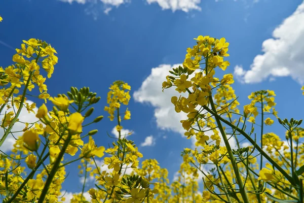 Närbild Blommande Raps Blommor Fältet — Stockfoto