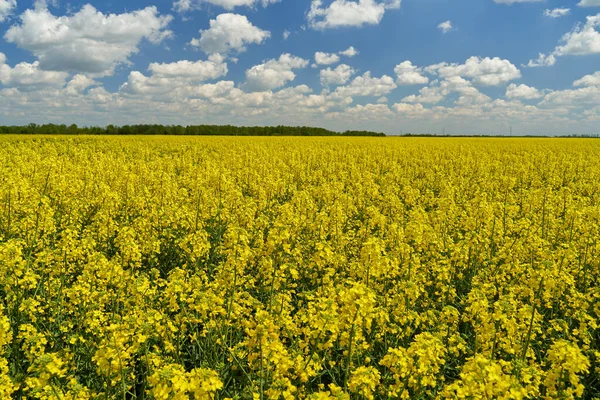 Landscape Canola Field Bloom Countryside — Stock Photo, Image