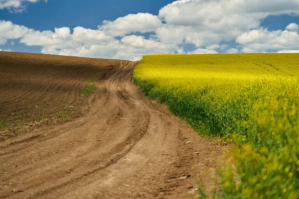 Camino Tierra Que Entre Campo Canola Flor Una Plantación Girasol — Foto de Stock