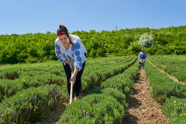 农民家庭在薰衣草种植园里用手动工具和机动耕作机除草 — 图库照片