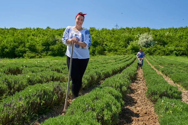 Família Agricultores Capinando Plantação Lavanda Com Ferramentas Manuais Cultivador Motorizado — Fotografia de Stock