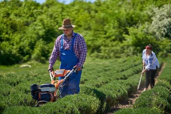 Family Farmers Weeding Lavender Plantation Manual Tools Motorized Tiller — Stock Photo, Image
