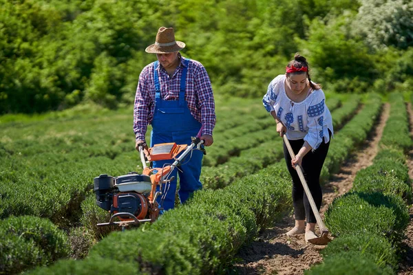 农民家庭在薰衣草种植园里用手动工具和机动耕作机除草 — 图库照片