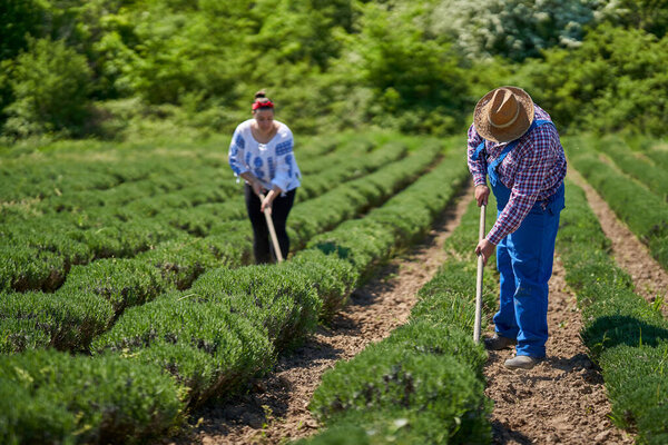 Family of farmers weeding the lavender plantation with manual tools and a motorized tiller