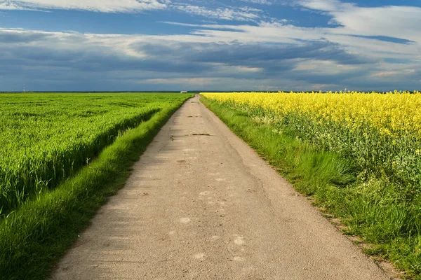 Väg Som Avgränsar Ett Vete Och Ett Rapsfält Med Molnig — Stockfoto