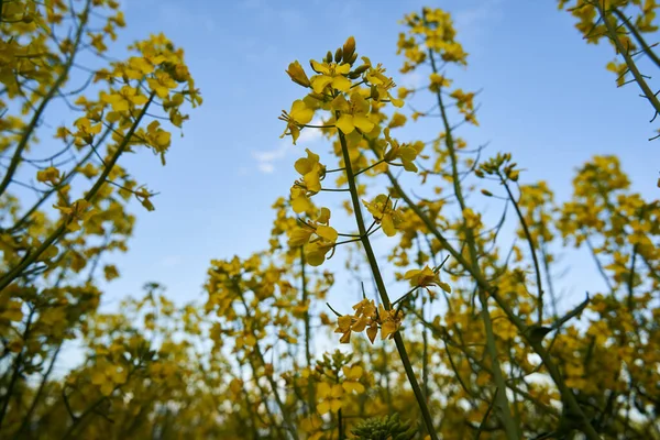 Landschap Met Een Canola Veld Bloei Het Platteland — Stockfoto