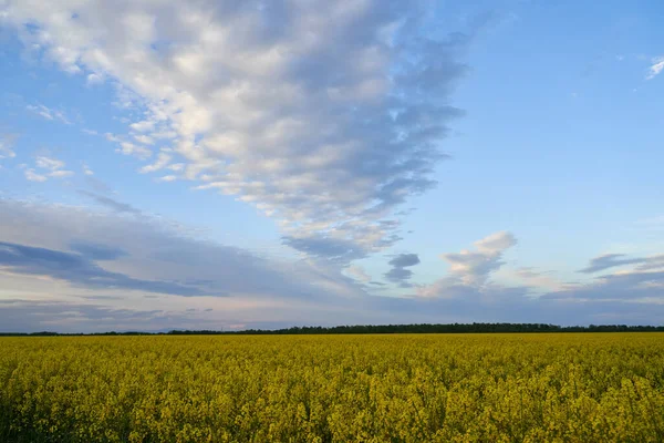 Landscape Canola Field Bloom Countryside — Stock Photo, Image