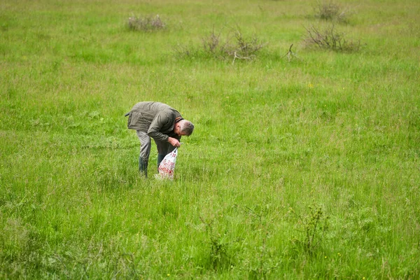 Förster Auf Der Suche Nach Sonnenschirmpilzen Auf Einem Feld Waldrand — Stockfoto