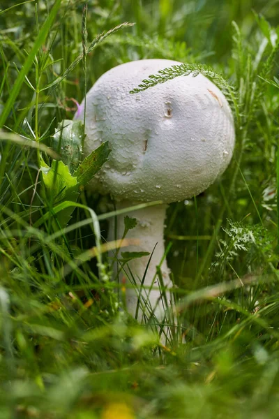 Champignon Parasol Blanc Dans Herbe — Photo