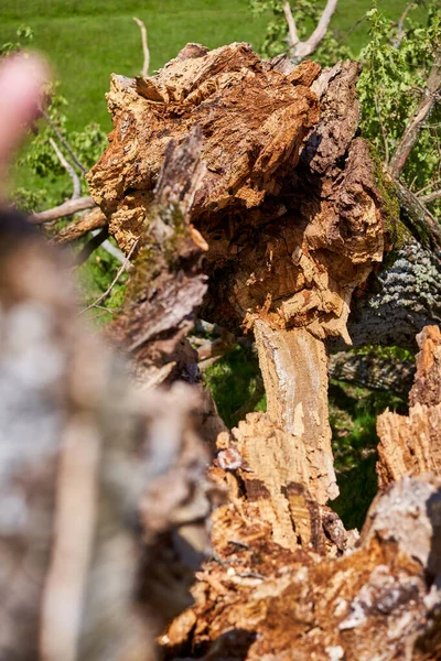 Vecchia Quercia Centenaria Abbattuta Tempesta Prato — Foto Stock