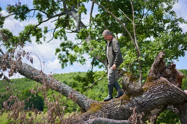 Boswachter Klimmend Een Gebroken Eik Boom Het Onderzoeken — Stockfoto