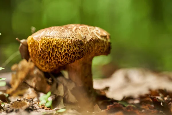 Вкусный Болетный Гриб Boletus Edulis Лесной Почве — стоковое фото