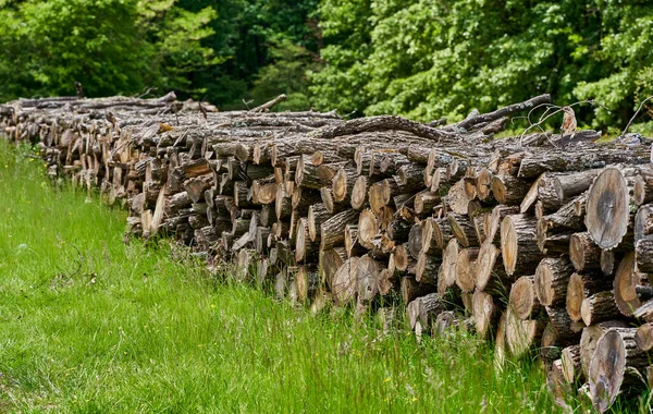 Лісове Господарство Стопки Дуба Випилені Лісу — стокове фото