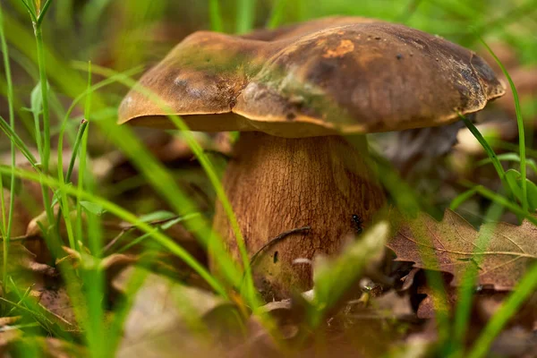 Смачний Болетовий Гриб Boletus Edulis Лісовій Землі — стокове фото