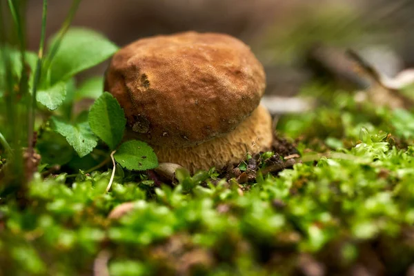 Смачний Болетовий Гриб Boletus Edulis Лісовій Землі — стокове фото