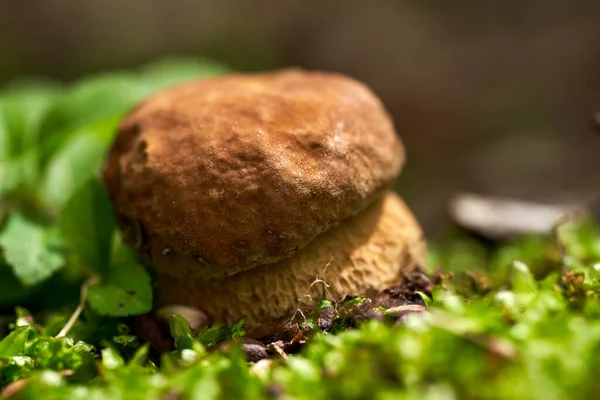 Смачний Болетовий Гриб Boletus Edulis Лісовій Землі — стокове фото