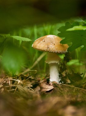 Toxic mushroom yellow fly agaric, Amanita muscaria, on forest floor among leaves