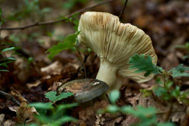 Charcoal burner mushroom on the forest floor
